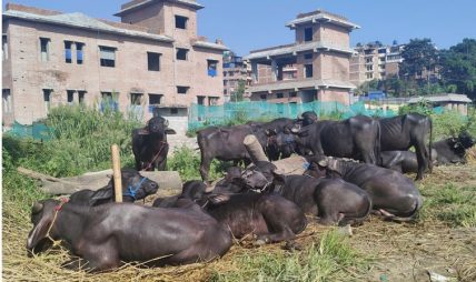 दसैँसँगै बाँचेका गुणबहादुरहरु