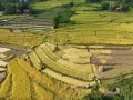 दसैँ एकातिर, धान भित्र्याउने चटारो अर्कातिर दसैँ एकातिर, धान भित्र्याउने चटारो अर्कातिर