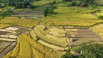 दसैँ एकातिर, धान भित्र्याउने चटारो अर्कातिर दसैँ एकातिर, धान भित्र्याउने चटारो अर्कातिर