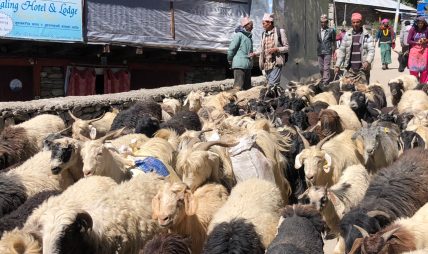 हुम्लामा चार करोड खसीको व्यापार हुम्लामा चार करोड खसीको व्यापार