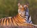 बेल्डाँडीमा बाघ धपाउन हात्ती परिचालन बेल्डाँडीमा बाघ धपाउन हात्ती परिचालन