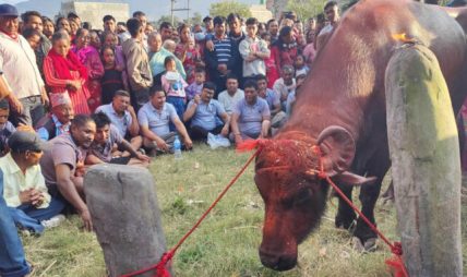 रातभर मनाएर सकियो तलेजुको जात्रा रातभर मनाएर सकियो तलेजुको जात्रा