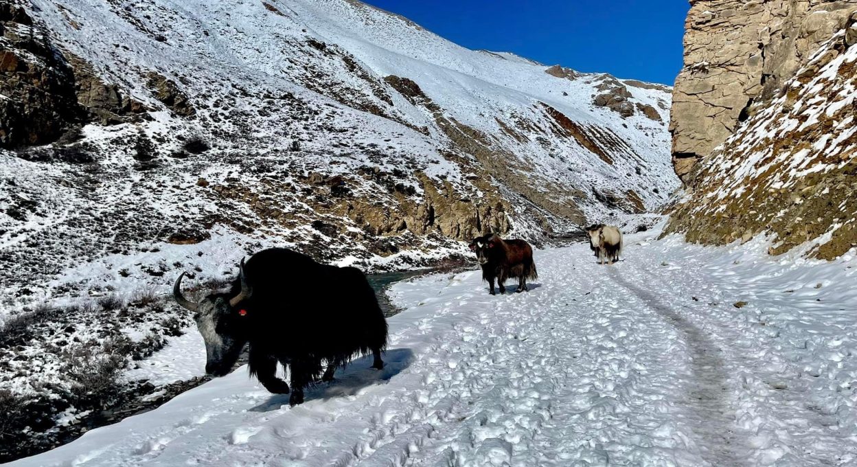कर्णालीका ७१ पालिकामा मात्र सडक सञ्जाल