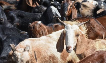 चितवनमा ३० करोडभन्दा बढी खसीको व्यापार चितवनमा ३० करोडभन्दा बढी खसीको व्यापार