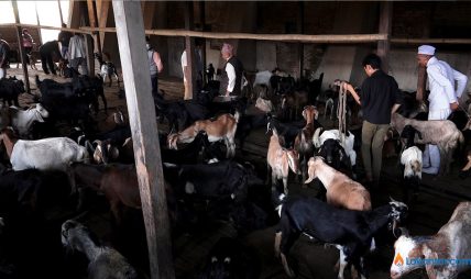 चितवनमा ३० करोडभन्दा बढी खसीको व्यापार चितवनमा ३० करोडभन्दा बढी खसीको व्यापार