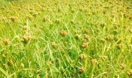 कोदो खेती घट्दो, पिठोको माग उच्च