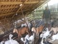 वैदेशिक रोजगारी छाडेर गाउँमै बाख्रापालनमा रमाउँदै लक्ष्मीप्रसाद वैदेशिक रोजगारी छाडेर गाउँमै बाख्रापालनमा रमाउँदै लक्ष्मीप्रसाद
