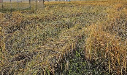 धानमा ‘किरा’ले क्षति पुरयाएपछि भोजपुरका किसान चिन्तित