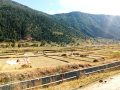 जुम्लामा मार्सीधान  काट्ने चटारो