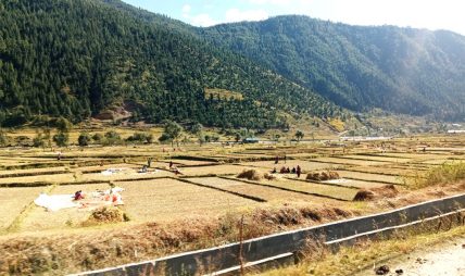 जुम्लामा मार्सीधान  काट्ने चटारो