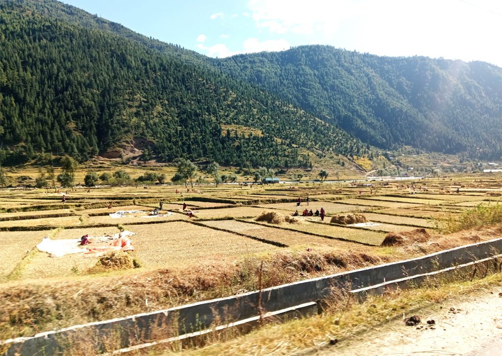 जुम्लामा मार्सीधान  काट्ने चटारो