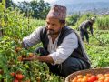 कसले सुनिदिने किसानका पीडा ? कसले सुनिदिने किसानका पीडा ?