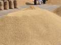 चालु आवमा ६७ करोड ५० लाखको धान खरिद गरिने