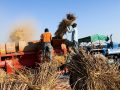 दशैँको रौनकसँगै धनगढीमा धान भित्र्याउने चटारो