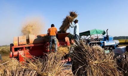 दशैँको रौनकसँगै धनगढीमा धान भित्र्याउने चटारो