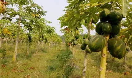 पदमपोखरीमा व्यावसायिक मेवाखेतीबाट किसानको आम्दानी बढ्दै