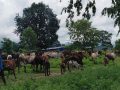 राजु भट्टराईका लागि पशुपालन दैनिकीको अभिन्न हिस्सा राजु भट्टराईका लागि पशुपालन दैनिकीको अभिन्न हिस्सा