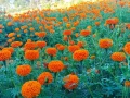 तिहारका लागि फूल तयार हुदेै तिहारका लागि फूल तयार हुदेै