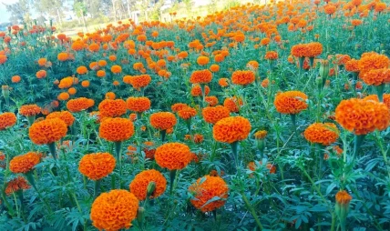 तिहारका लागि फूल तयार हुदेै तिहारका लागि फूल तयार हुदेै