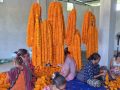 तिहारसम्म सयपत्री फूल जोगाउने चिन्तामा किसान