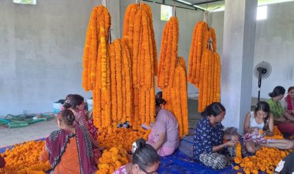 तिहारसम्म सयपत्री फूल जोगाउने चिन्तामा किसान