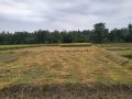 कैलालीमा भारी वर्षा, काटेको धानबालीमा क्षति कैलालीमा भारी वर्षा, काटेको धानबालीमा क्षति