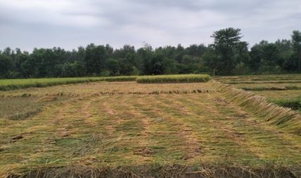 कैलालीमा भारी वर्षा, काटेको धानबालीमा क्षति कैलालीमा भारी वर्षा, काटेको धानबालीमा क्षति