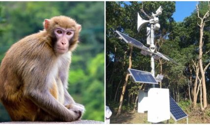 मानव–वन्यजन्तु द्वन्द्व न्यूनीकरण गर्न पूर्वसूचना प्रणाली जडान मानव–वन्यजन्तु द्वन्द्व न्यूनीकरण गर्न पूर्वसूचना प्रणाली जडान
