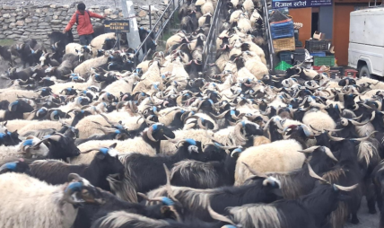 भेडाच्याङ्ग्रा बिक्री गर्न महिनौ पैदल हिँडेका किसानलाई बजारको चिन्ता भेडाच्याङ्ग्रा बिक्री गर्न महिनौ पैदल हिँडेका किसानलाई बजारको चिन्ता