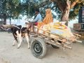 कृषि उत्पादन ओसार्न अझै पनि गाडाकै भर