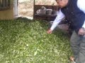 चियाको गुणस्तर सुधार्न परीक्षण प्रयोगशाला स्थापनाको पहल चियाको गुणस्तर सुधार्न परीक्षण प्रयोगशाला स्थापनाको पहल