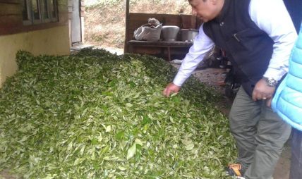 चियाको गुणस्तर सुधार्न परीक्षण प्रयोगशाला स्थापनाको पहल चियाको गुणस्तर सुधार्न परीक्षण प्रयोगशाला स्थापनाको पहल