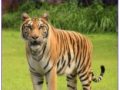 मानव–बाघ द्वन्द्व व्यवस्थापन गर्न ५० हेक्टर जमिनमा टाइगर सेन्चुरी बनाइने