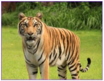 मानव–बाघ द्वन्द्व व्यवस्थापन गर्न ५० हेक्टर जमिनमा टाइगर सेन्चुरी बनाइने