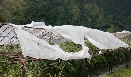 हुरीले गोलभेडा खेतीमा क्षति हुरीले गोलभेडा खेतीमा क्षति