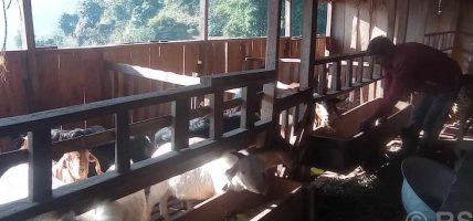 गाउँमै रोजगारीको बाटो खोज्दै भोजपुरका युवा