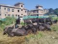 दसैँसँगै बाँचेका गुणबहादुरहरु दसैँसँगै बाँचेका गुणबहादुरहरु