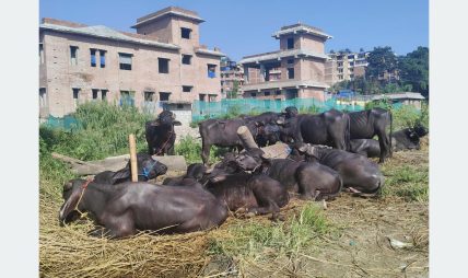 दसैँसँगै बाँचेका गुणबहादुरहरु दसैँसँगै बाँचेका गुणबहादुरहरु