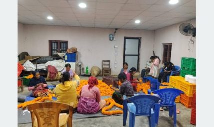 तिहारमा दश लाखको सयपत्री फूल बेच्ने लक्ष्य तिहारमा दश लाखको सयपत्री फूल बेच्ने लक्ष्य